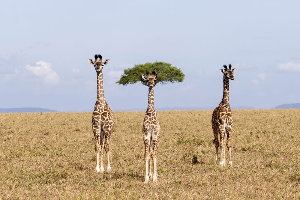 a giraffe head lined up with a tree looks like a wig a giraffe head lined up with a tree looks like a wig